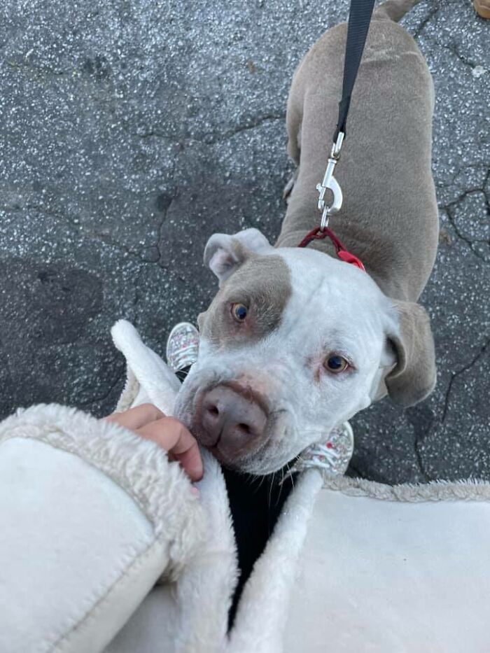 Homeless Man Rushes Into A Burning Animal Shelter - Saves Every Animal Homeless Man Rushes Into A Burning Animal Shelter - Saves Every Animal