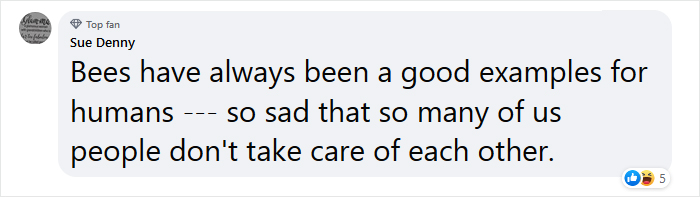 Beekeeper Shares What Bees Do To Stay Warm During Winter Because They Don't Hibernate