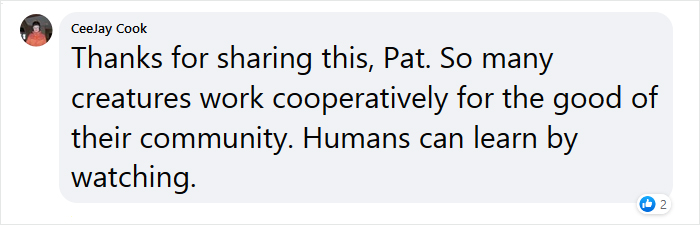 Beekeeper Shares What Bees Do To Stay Warm During Winter Because They Don't Hibernate