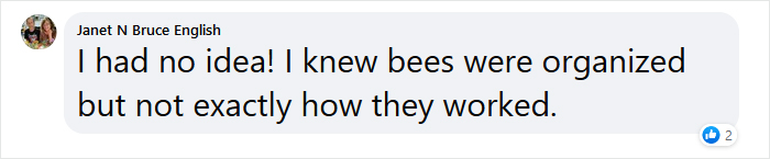 Beekeeper Shares What Bees Do To Stay Warm During Winter Because They Don't Hibernate