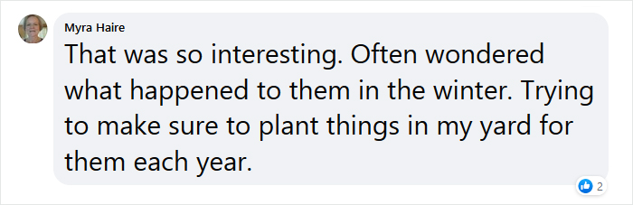 Beekeeper Shares What Bees Do To Stay Warm During Winter Because They Don't Hibernate