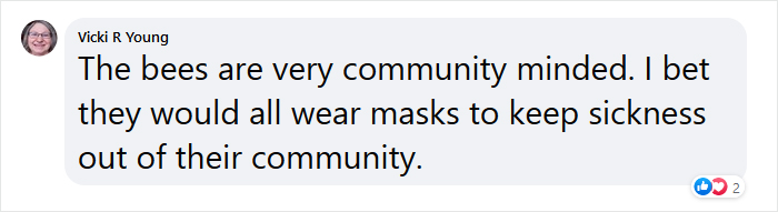 Beekeeper Shares What Bees Do To Stay Warm During Winter Because They Don't Hibernate