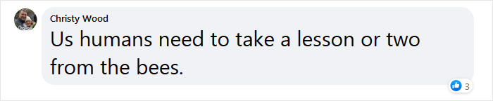 Beekeeper Shares What Bees Do To Stay Warm During Winter Because They Don't Hibernate