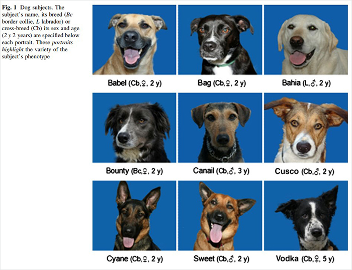 Researchers Try To Identify How Dogs Recognize Each Other, But Their Work Goes Viral For How Cute It Is Researchers Try To Identify How Dogs Recognize Each Other, But Their Work Goes Viral For How Cute It Is