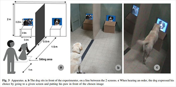 Researchers Try To Identify How Dogs Recognize Each Other, But Their Work Goes Viral For How Cute It Is Researchers Try To Identify How Dogs Recognize Each Other, But Their Work Goes Viral For How Cute It Is