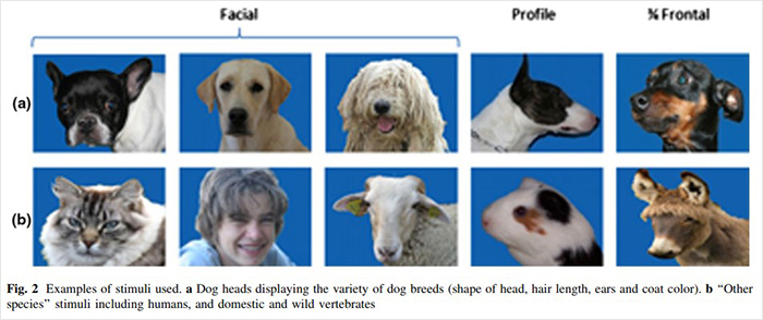 Researchers Try To Identify How Dogs Recognize Each Other, But Their Work Goes Viral For How Cute It Is Researchers Try To Identify How Dogs Recognize Each Other, But Their Work Goes Viral For How Cute It Is