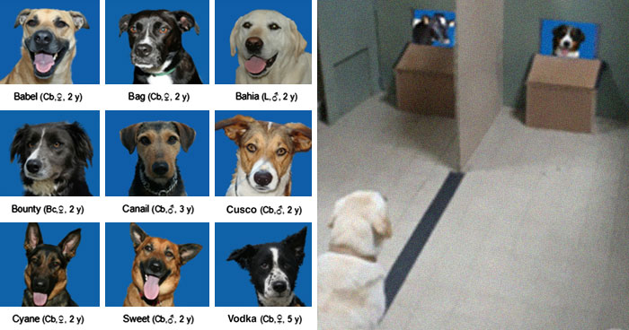 Estos investigadores intentaron identificar cómo se reconocen los perros entre ellos, pero su trabajo se volvió viral por ser adorable