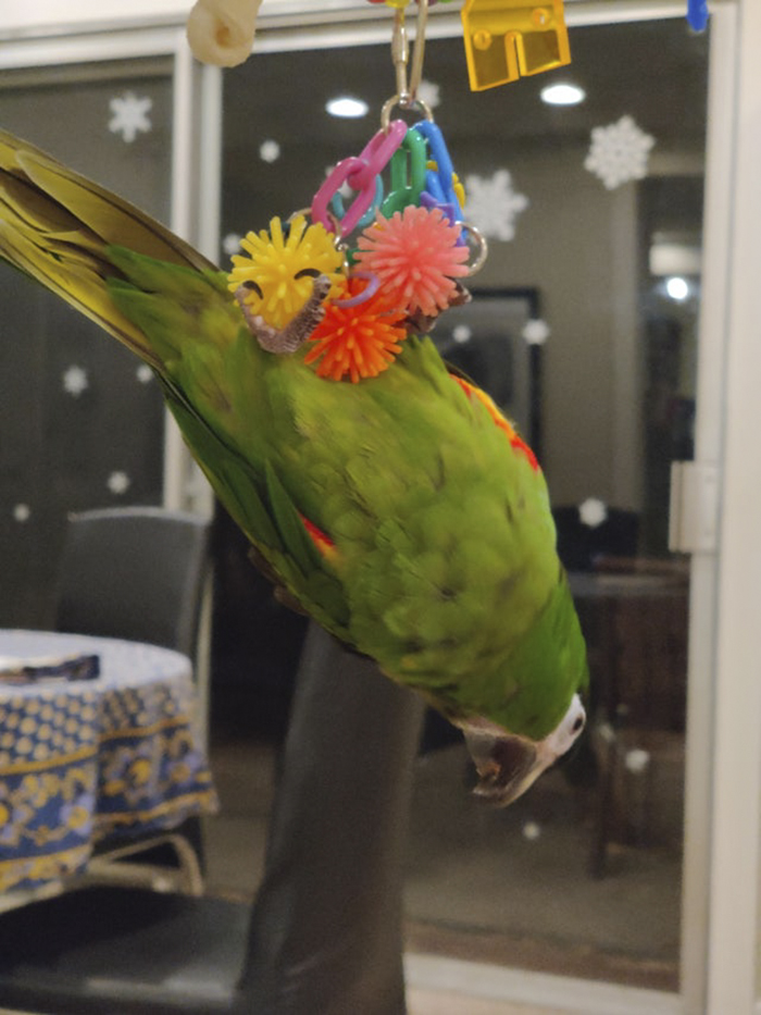 Not Mine, But My Friends Bird Named Cass!