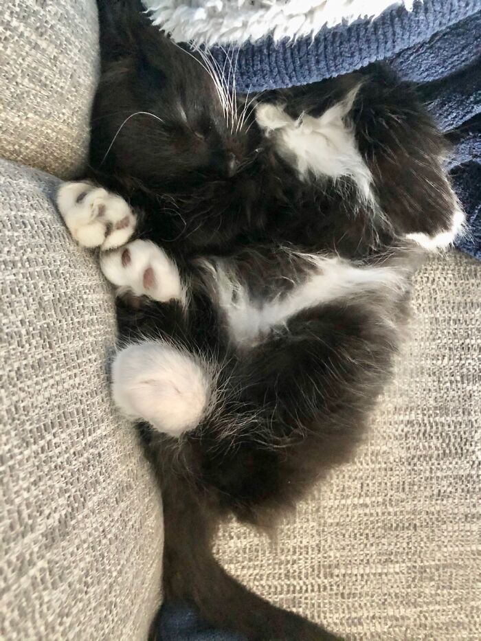 I Think We Configured The Cat Wrong!