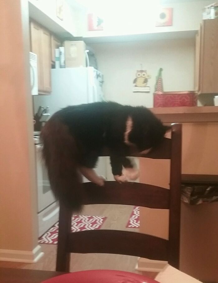 Freya Is Confused On How Chairs Work