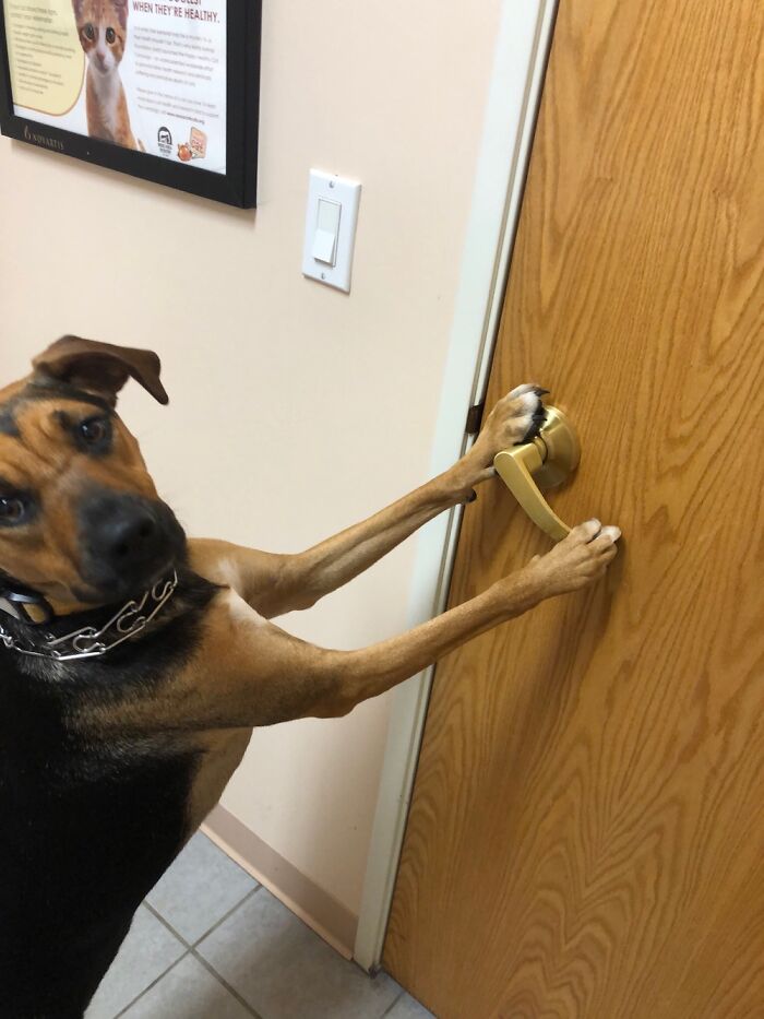 Oh Gawd She’s Learned To Open Doors!!! Jurassic Park Was Right!!