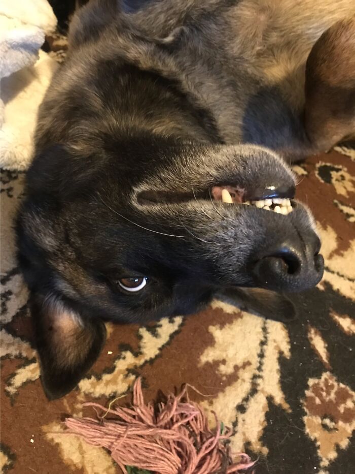 You Are Upside Down, Human!