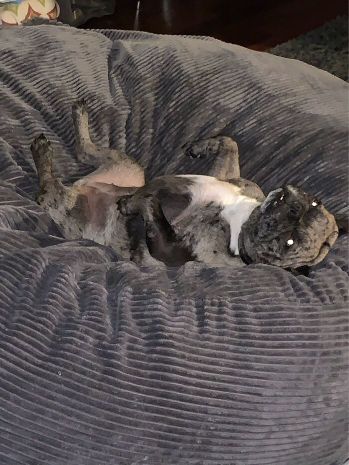 This Is Agnes. Occasionally She Looks Cursed