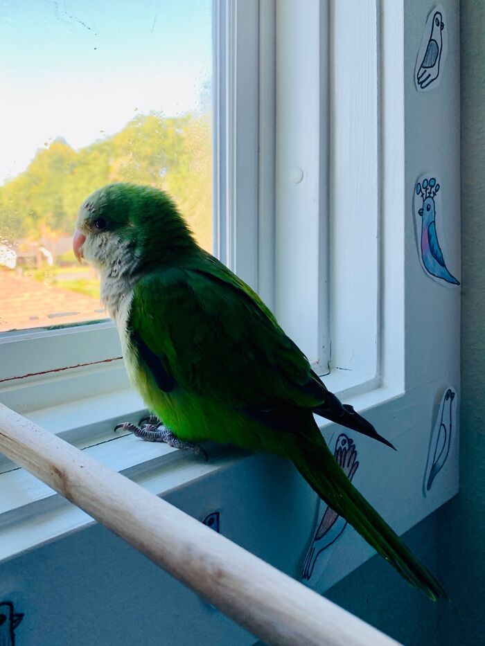 Idgie Bird The Quaker Parrot!