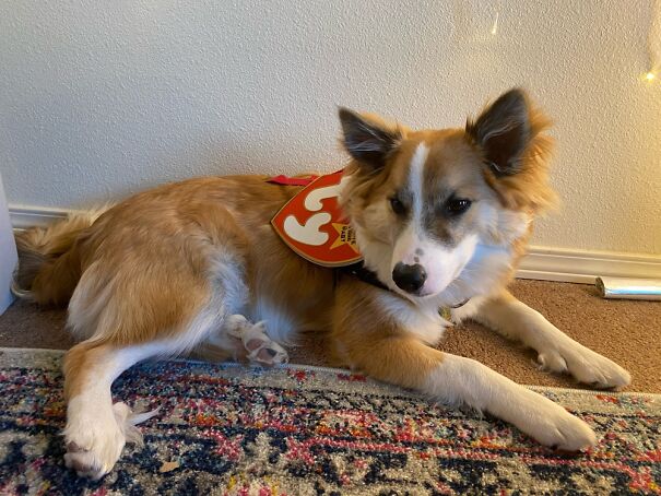 Sdit Skygge As A Beanie Baby. He’s Rocking This Look! At 8 Months Old He’s Handsome Af.