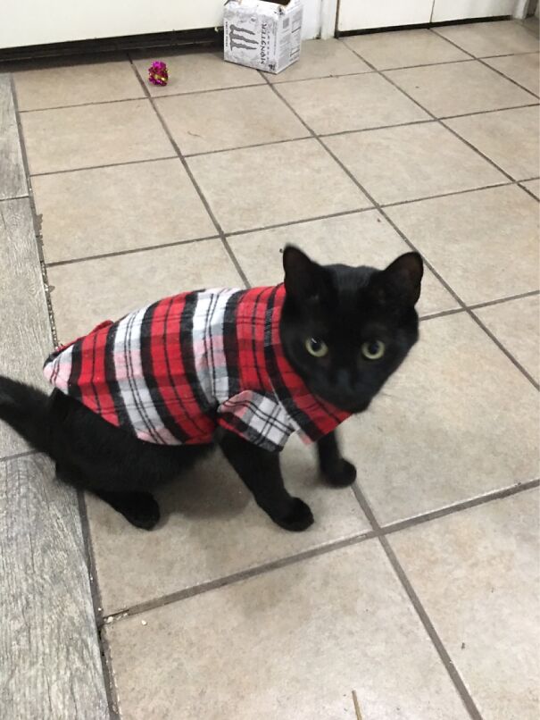 Mercury As “Chad”