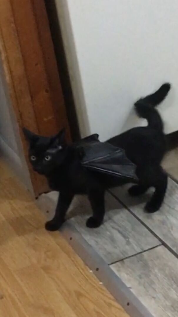 Mercury Aka Batcat Pooka From Tarot