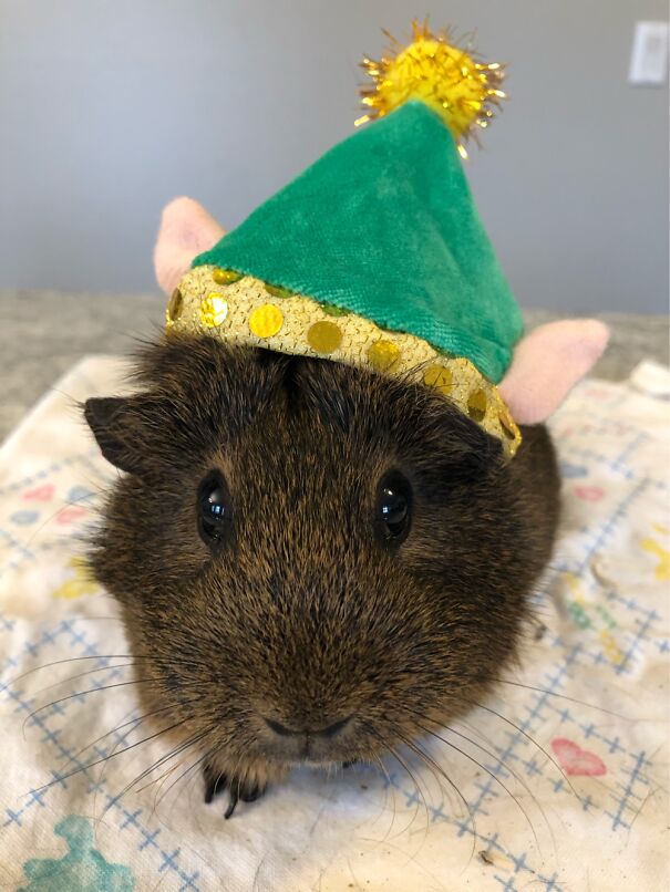 This Is Snickers. She’s An Angry Elf.