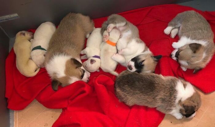 Corgi Mom Nurses Lab Pups After Mom Passes Away Corgi Mom Nurses Lab Pups After Mom Passes Away