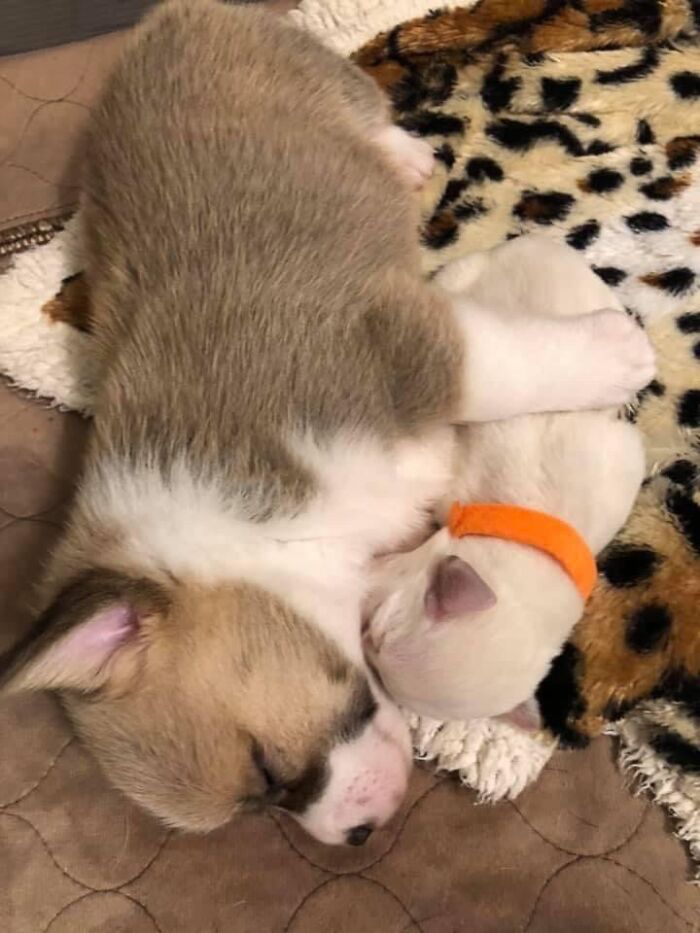 Corgi Mom Nurses Lab Pups After Mom Passes Away Corgi Mom Nurses Lab Pups After Mom Passes Away