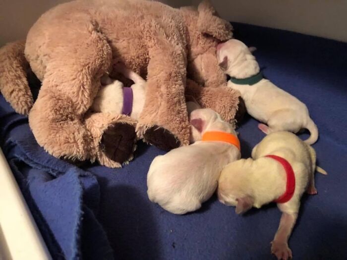 Corgi Mom Nurses Lab Pups After Mom Passes Away