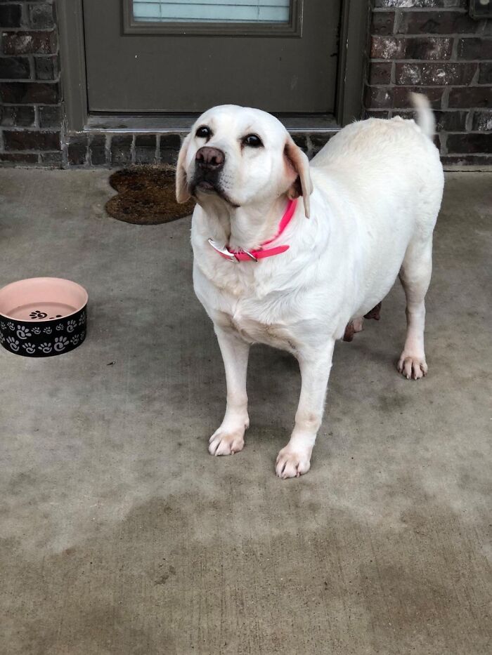 Corgi Mom Nurses Lab Pups After Mom Passes Away