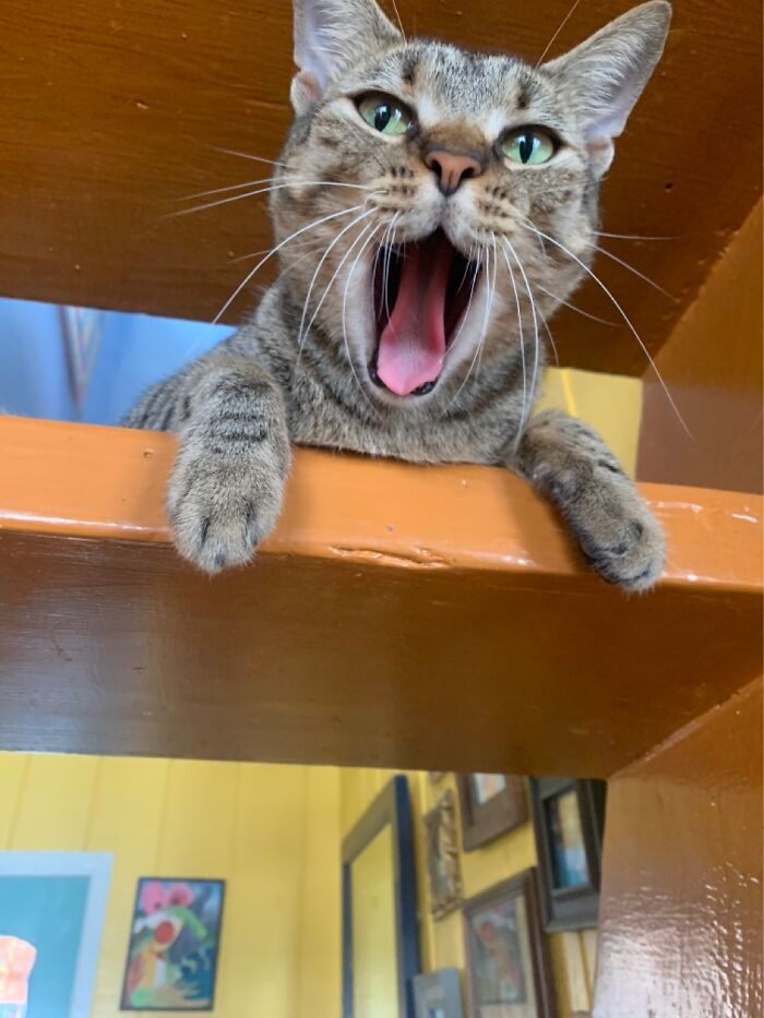 She’s Screaming For Wet Food