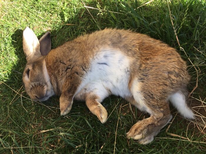 Biscuit Plays Dead When He’s Really, Deeply Happy.