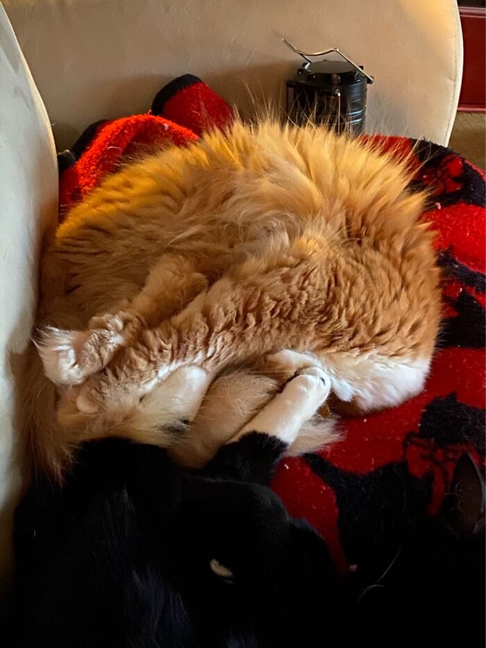 Teddy, Looks Like He Lost His Head Completely