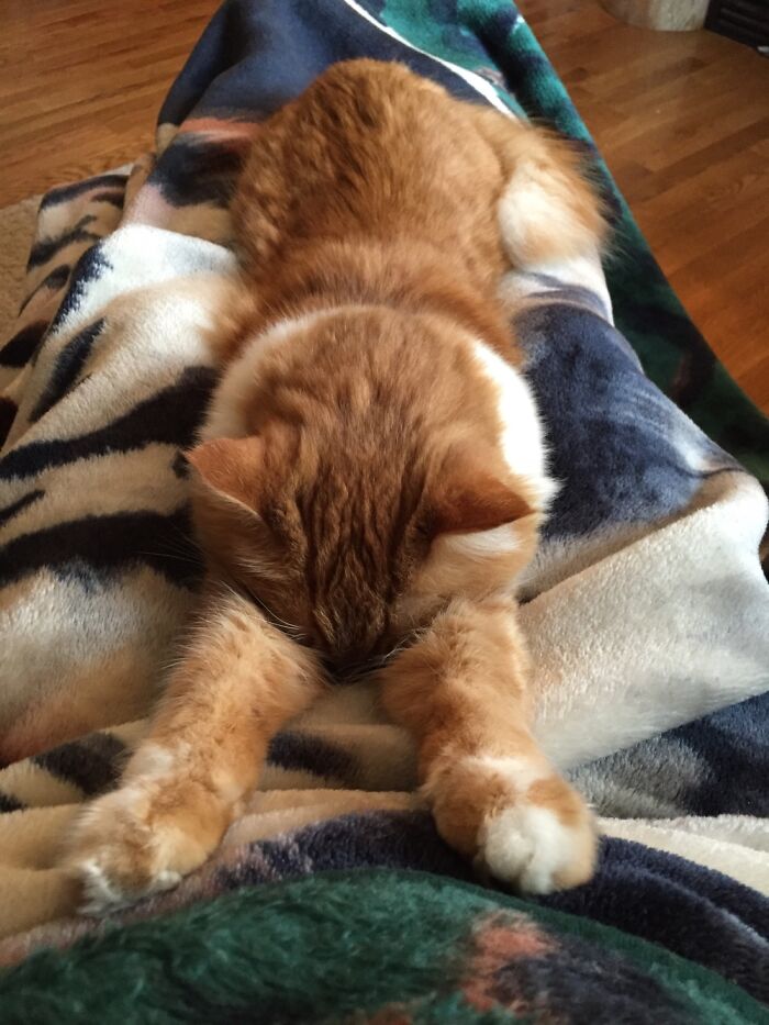 Teddy Is Especially Talented In The Art Of Weird Cat Poses