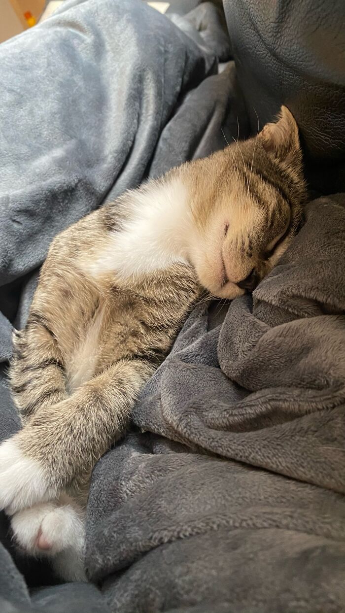 My Kitten Sleeps Like He Works 3 Jobs