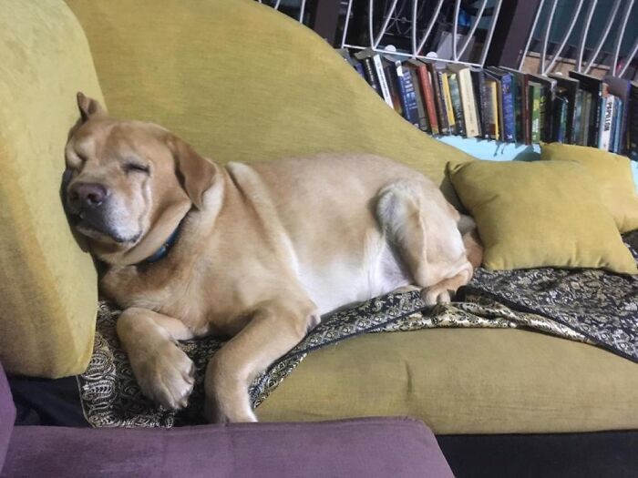 I’m Thor Bolt Boson - I’m Not Allowed On Furniture.. Ha Ha, I’m Smart ..this Is Camouflage 😬