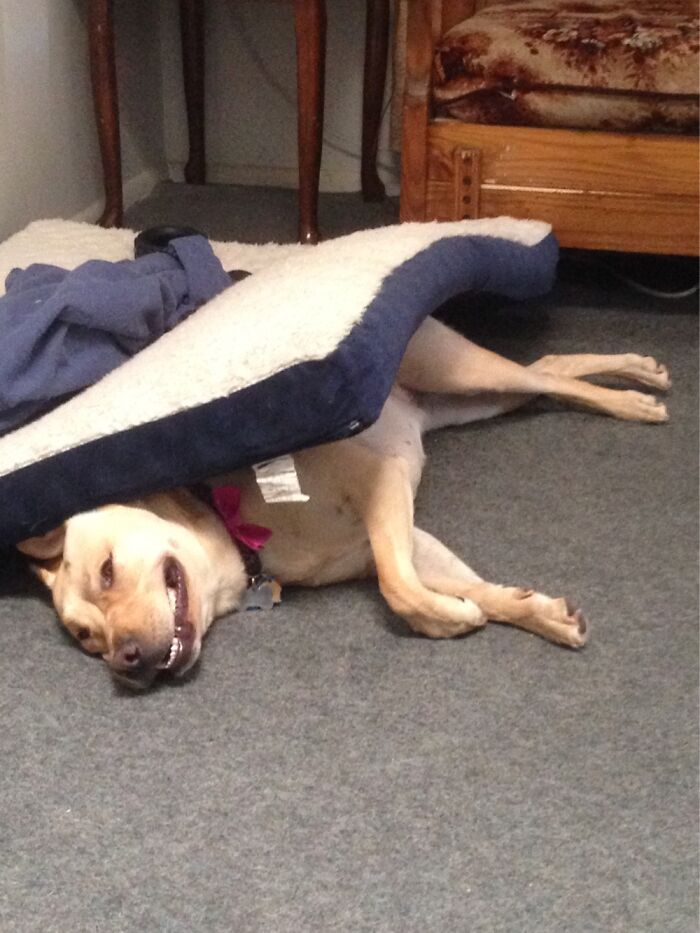 Harley... You're Supposed To Sleep On The Bed Silly Girl!