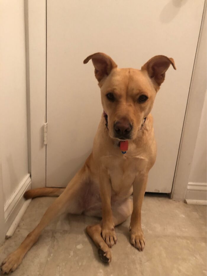 Sitting Like A Hooman Doing Stretches