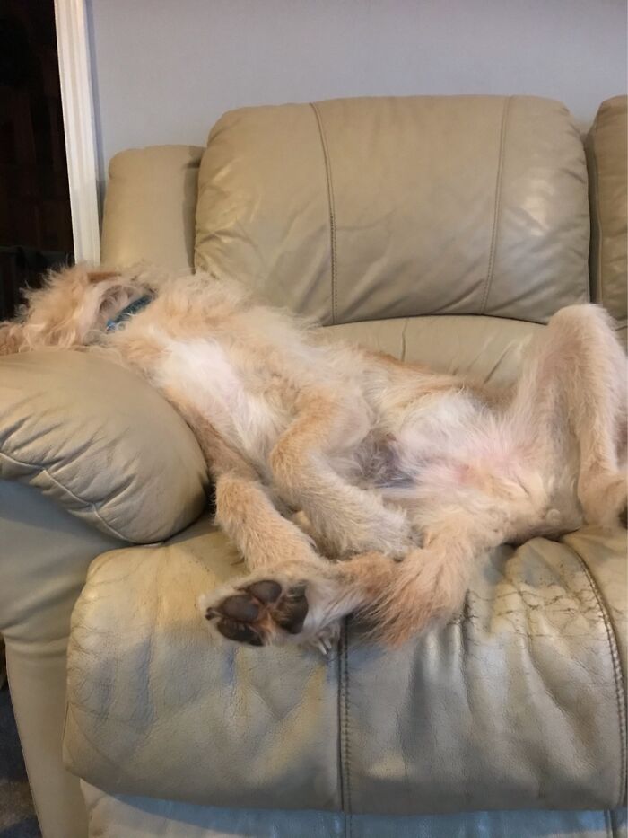 My Dog Charlie Snoozing. No Dignity Whatsoever