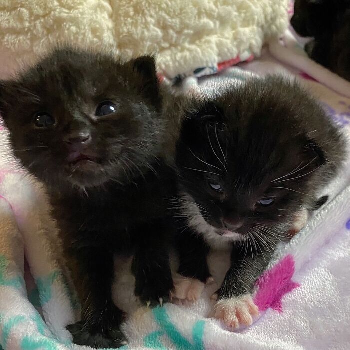 I Have A Kitten Rescue. Penguin Was Tired Of The Photos And Me. I Said, “Smile!”