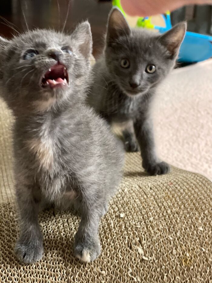 Arguing With Kittens.... I Lose Every Time.