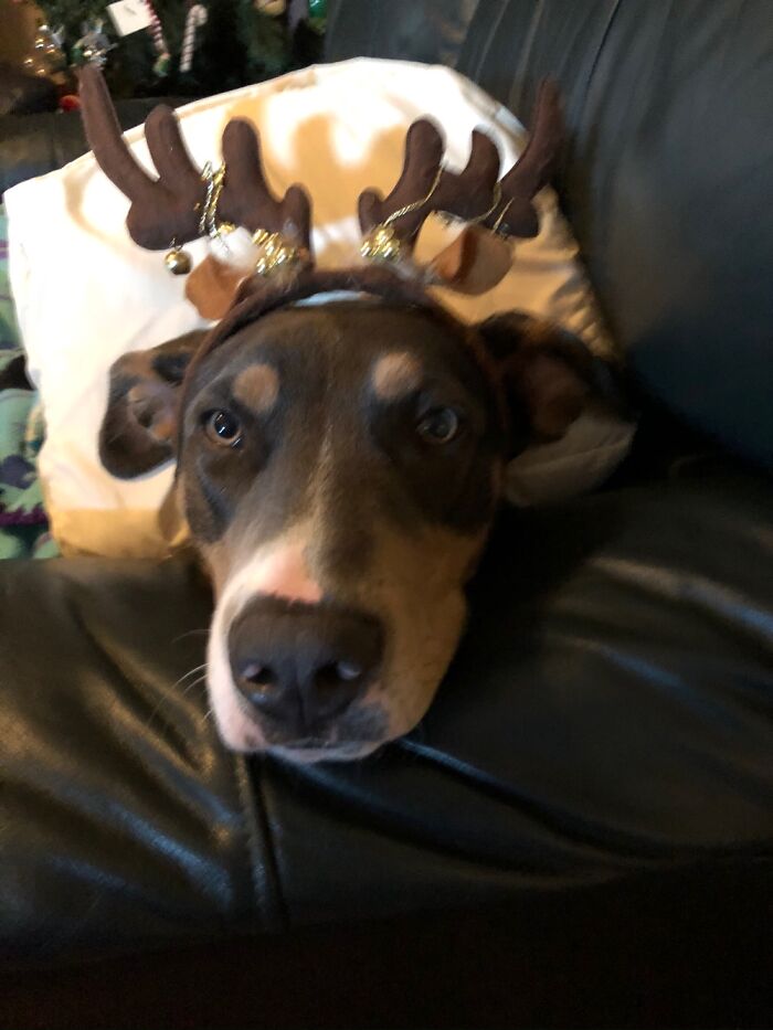 Merry Christmas From My Sister Torturing Our Puppy Enoch :d