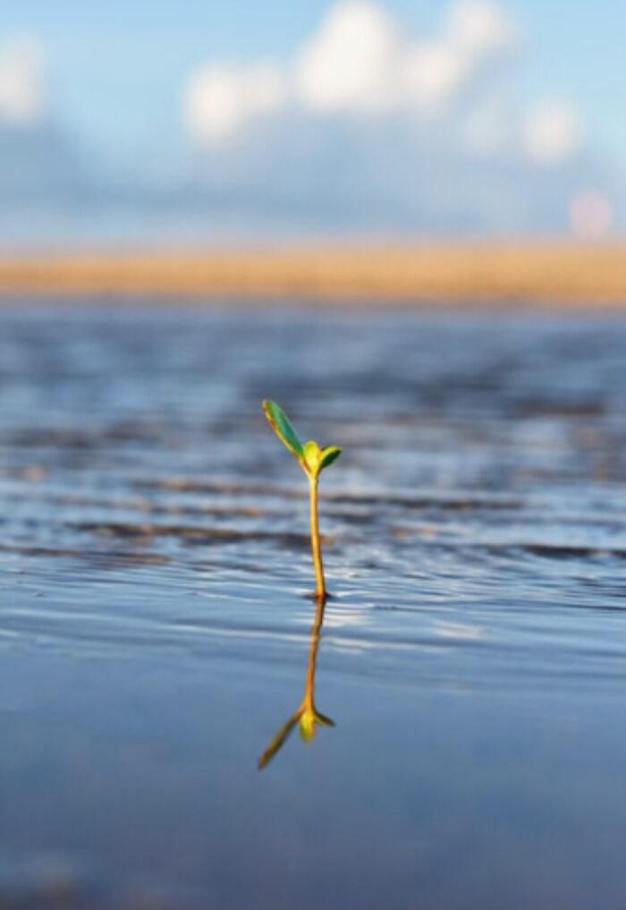 Resilience On Rio Vermelho Near Praia Do Forte - Brazil