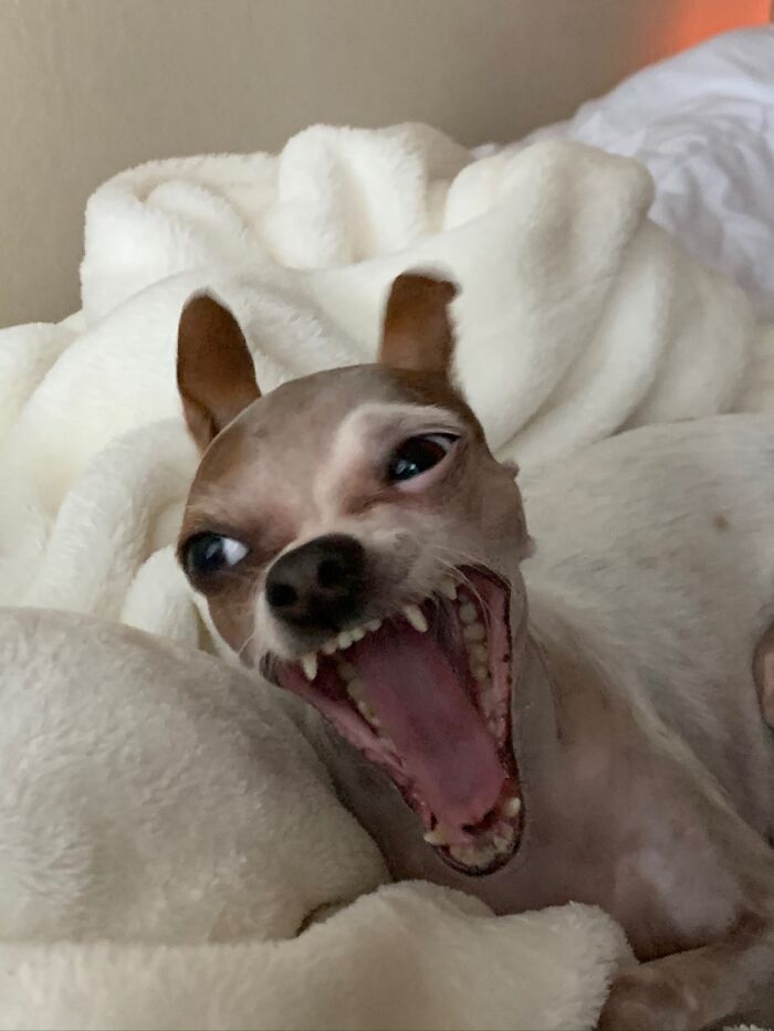 This Is Giggles. She’s A Sweetie But These Mid-Yawn Photos Can Be Kind Of Frightening.