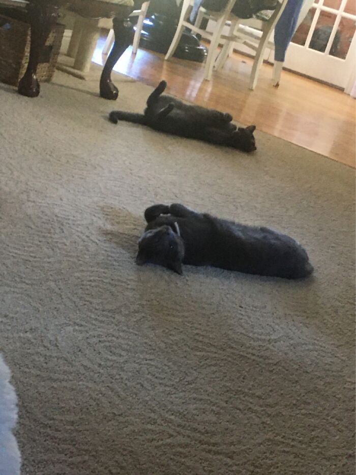 The Cat Closest To The Chair Had Never Done That Before. The Other Cat Does That All The Time