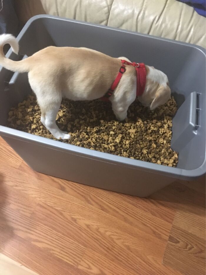 Ms Molly Found The Dog Food