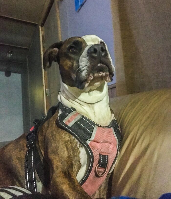 Piggie Is Demanding A Walk