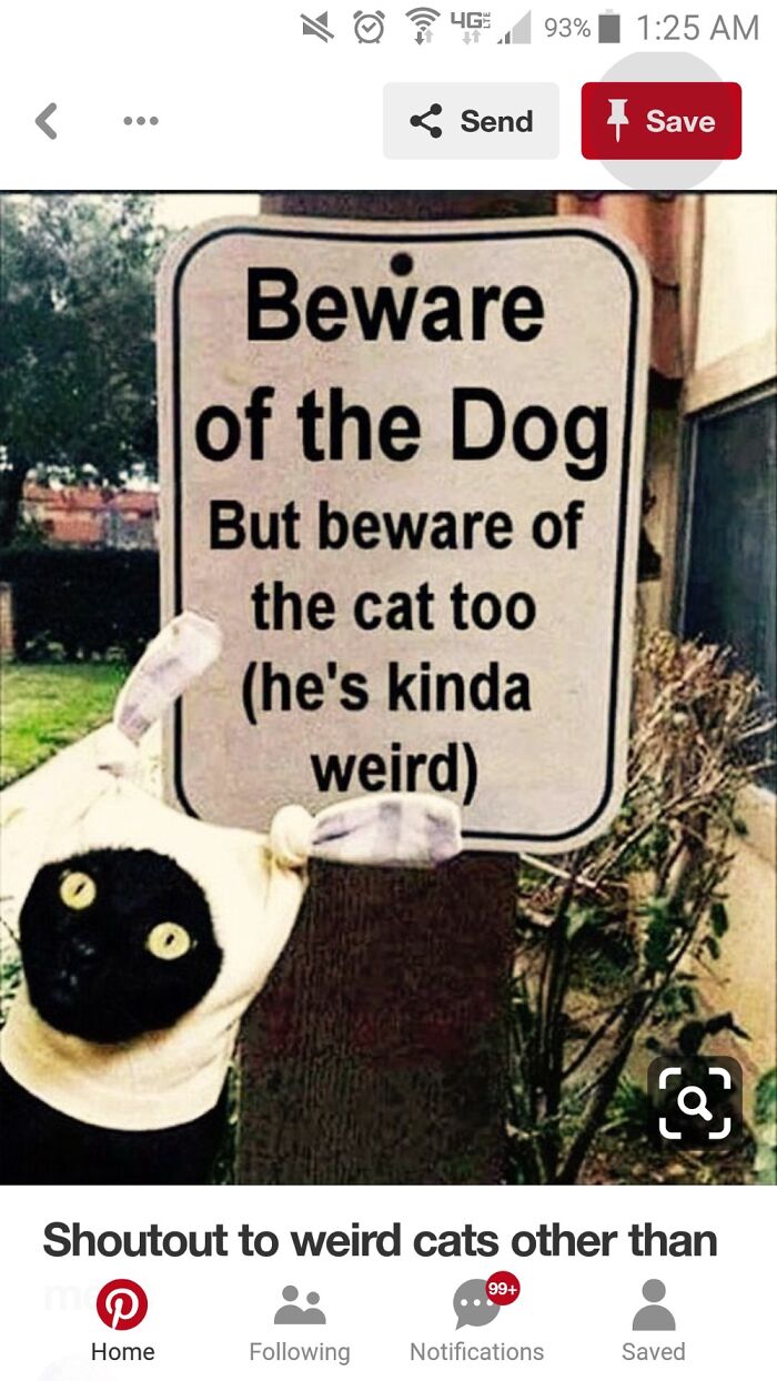 Looks Like My Cat Sammie