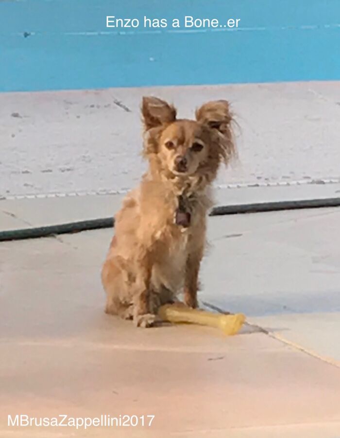 Enzo Has A Bone...er