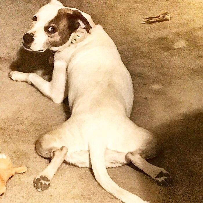 You Lookin At My Butt, You Cheeky Monkey?