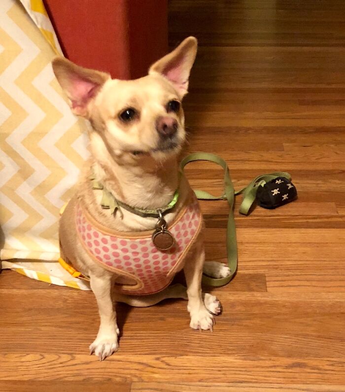 Derp! Did You Say Cooookie?