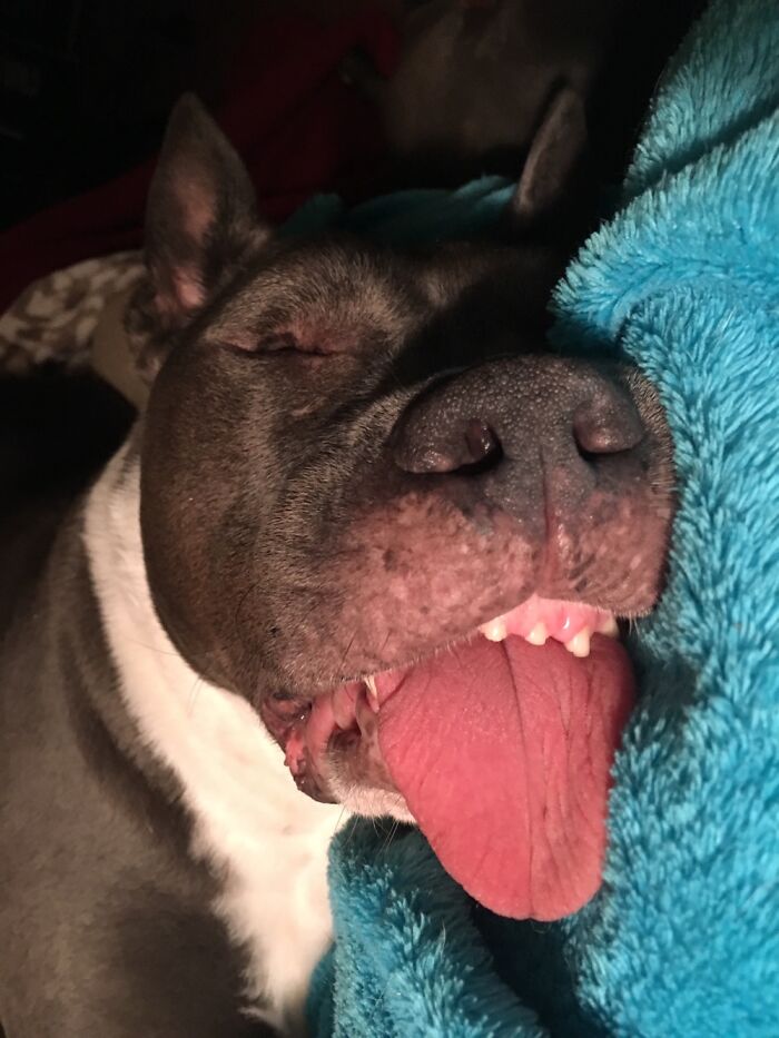 Our Dog Tonka Often Slept Like This