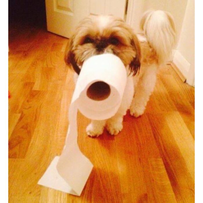 “Dear Santa, Please May I Have The 2020 Pandemic Tp Dispenser: Canine Edition For Christmas?”