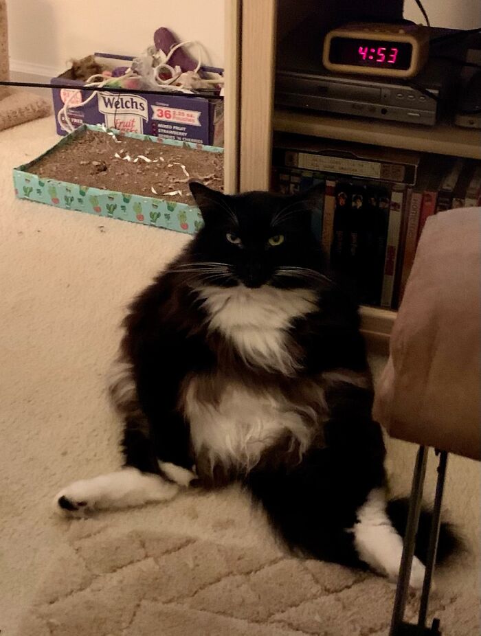 Mr Elvis In His Favorite Position. Keeps Asking For Solo & The Wookie